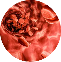 Migliora la Circolazione Sanguigna